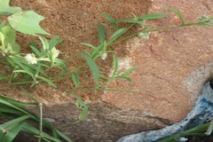 Allmania nodiflora var. procumbens